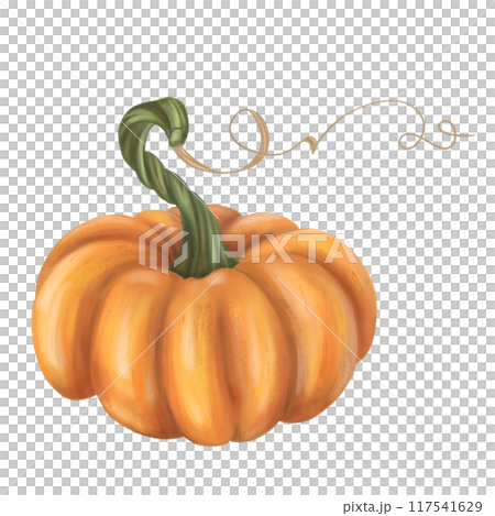 Autumn harvest of orange ripe pumpkin. Fresh farm vegetables, healthy food, vegetarianism. Garden plants, agriculture. Isolated digital handmade illustration. Element of design of printing, packaging 117541629