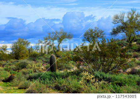 Central Sonora Desert Arizona Central Sonora Desert Arizona 117543005