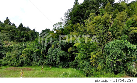 風情のある森 117543257