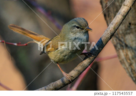 ホーホケッキョとお馴染みの声はすれども姿を見せない春告げ鳥 ウグイス 117543557