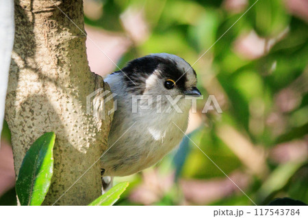 愛くるしい仕草で人気者の小さな白い鳥 エナガ 117543784