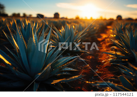 Vibrant Turquoise Illumination: Agave 117544121