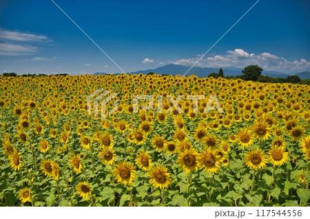 青空とひまわりカーペット 青空とひまわりカーペット 117544556