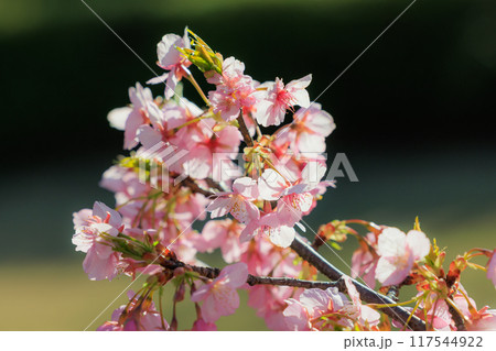 出会いと別れを彩る日本の花　サクラ 117544922