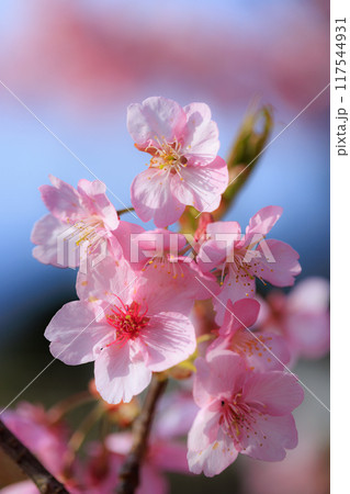 出会いと別れを彩る日本の花　サクラ 117544931