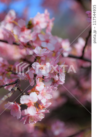 出会いと別れを彩る日本の花 サクラ 出会いと別れを彩る日本の花 サクラ 117544935