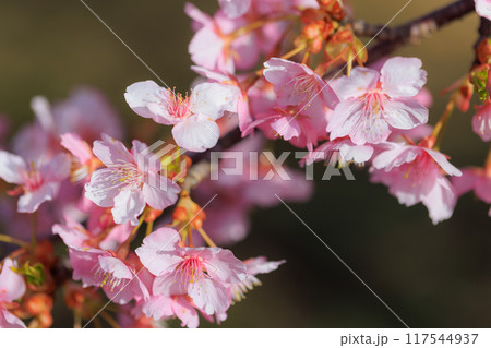 出会いと別れを彩る日本の花 サクラ 出会いと別れを彩る日本の花 サクラ 117544937