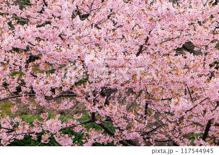 出会いと別れを彩る日本の花 サクラ 出会いと別れを彩る日本の花 サクラ 117544945