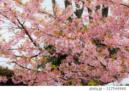 出会いと別れを彩る日本の花 サクラ 出会いと別れを彩る日本の花 サクラ 117544948