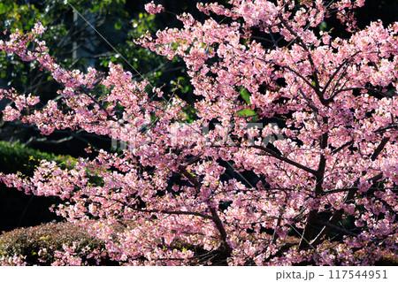 出会いと別れを彩る日本の花 サクラ 出会いと別れを彩る日本の花 サクラ 117544951