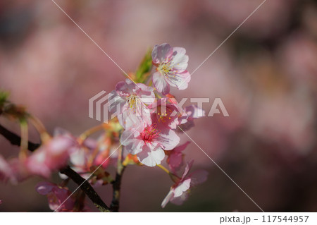 出会いと別れを彩る日本の花 サクラ 出会いと別れを彩る日本の花 サクラ 117544957