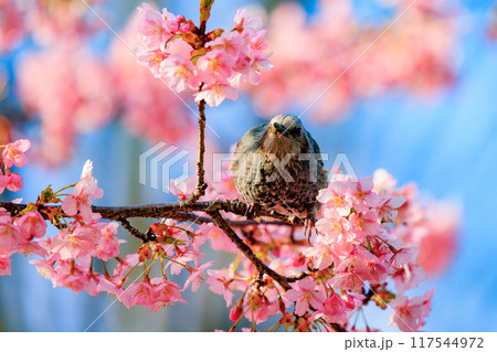 春のサクラと花びらが好物のヒヨドリ 117544972