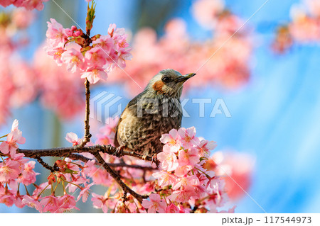 春のサクラと花びらが好物のヒヨドリ 117544973