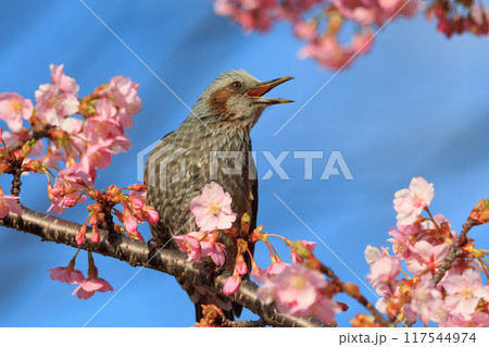 春のサクラと花びらが好物のヒヨドリ 117544974