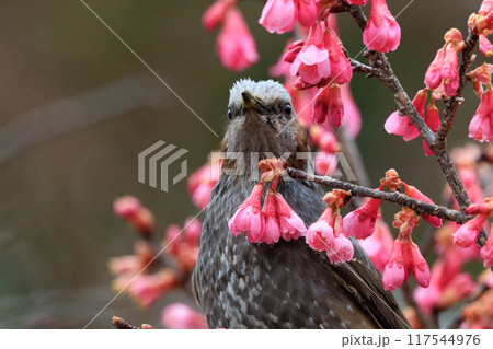 春のサクラと花びらが好物のヒヨドリ 117544976