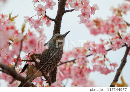 春のサクラと花びらが好物のヒヨドリ 117544977