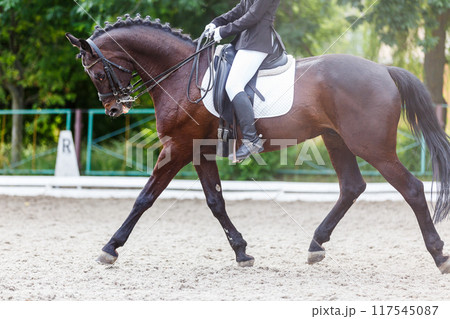Dressage rider guiding a brown horse through the course during a equestrian competition 117545087