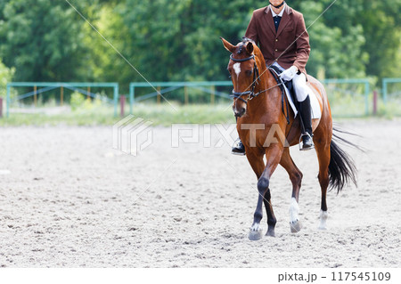 Rider in formal attire gracefully trotting a horse in an outdoor equestrian arena on a sunny day Rider in formal attire gracefully trotting a horse in an outdoor equestrian arena on a sunny day 117545109