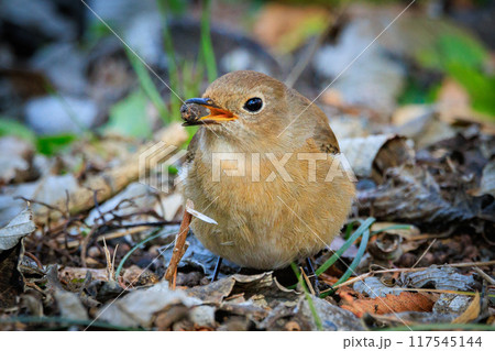 ジョビコの愛称で可愛らしい仕草が愛される冬鳥の ジョウビタキの雌 ジョビコの愛称で可愛らしい仕草が愛される冬鳥の ジョウビタキの雌 117545144