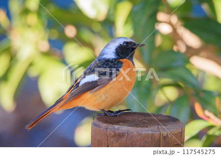愛らしい仕草の冬鳥 ジョウビタキ 愛らしい仕草の冬鳥 ジョウビタキ 117545275