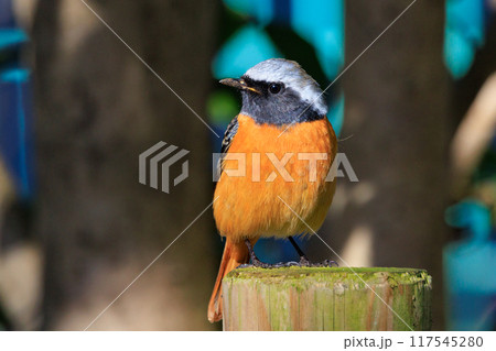 愛らしい仕草の冬鳥 ジョウビタキ 愛らしい仕草の冬鳥 ジョウビタキ 117545280