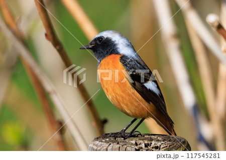 愛らしい仕草の冬鳥 ジョウビタキ 117545281