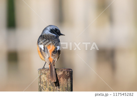 愛らしい仕草の冬鳥 ジョウビタキ 愛らしい仕草の冬鳥 ジョウビタキ 117545282