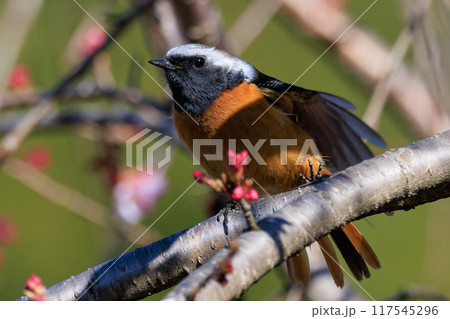愛らしい仕草の冬鳥 ジョウビタキ 117545296