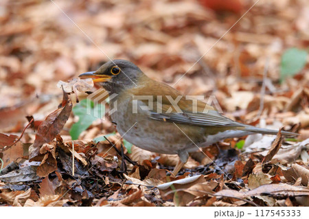 単独行動が好きでピョンピョン跳ねて食べ物を探す冬鳥　シロハラ 117545333