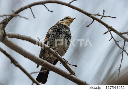 夏になって渡りで姿を消すと鳴き声が聞こえなくなることからツグミの名が付いた冬鳥 117545431