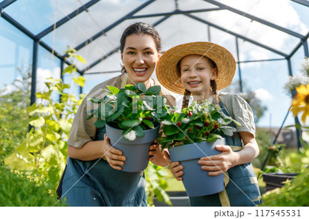 mother and daughter are gardening in the greenhouse 117545531