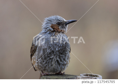 賑やかで目立つために日本では身近でも海外では珍鳥 ヒヨドリ 117545705