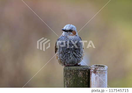 賑やかで目立つために日本では身近でも海外では珍鳥 ヒヨドリ 117545715