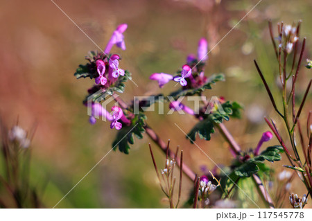 春の七草の一つホトケノザ（オニタビラコ）とは異なるホトケノザ 117545778