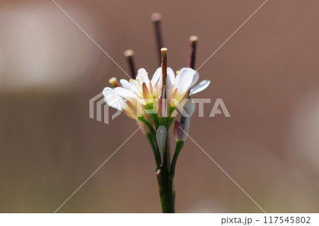 食べられる道端の白い花ミチタネツケバナ 117545802