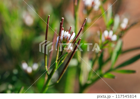 食べられる道端の白い花ミチタネツケバナ 117545814