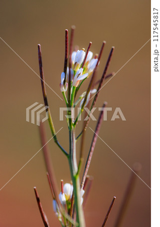 食べられる道端の白い花ミチタネツケバナ 食べられる道端の白い花ミチタネツケバナ 117545817
