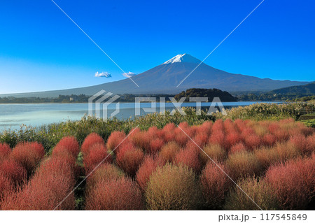 河口湖大石公園 紅葉のコキアと新雪の富士山 河口湖大石公園 紅葉のコキアと新雪の富士山 117545849