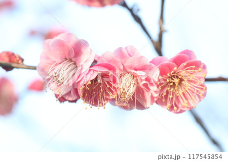 美しいピンクの梅の花 美しいピンクの梅の花 117545854