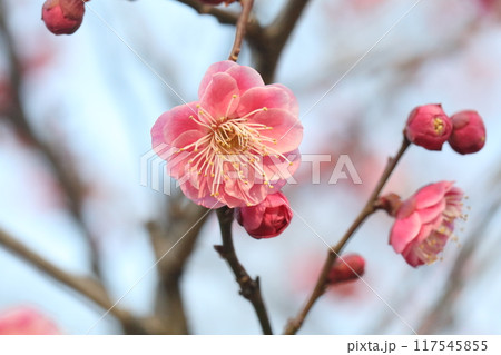 綺麗な梅の花 綺麗な梅の花 117545855