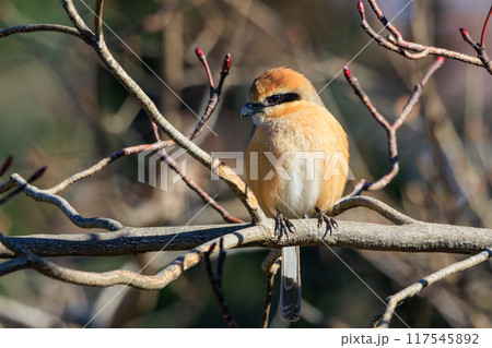 はやにえで有名なモズ はやにえで有名なモズ 117545892