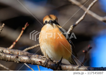 はやにえで有名なモズ 117545897