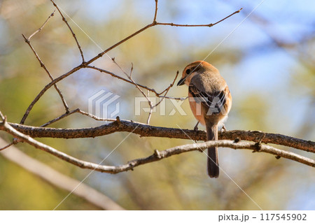 はやにえで有名なモズ はやにえで有名なモズ 117545902