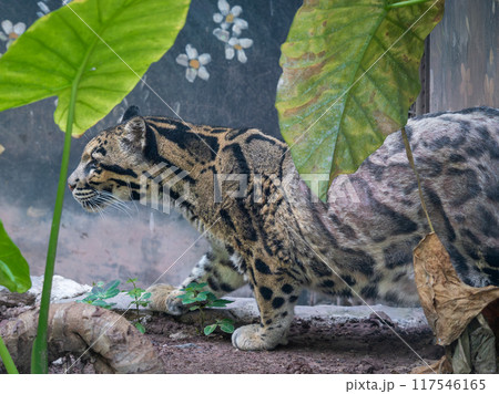 A female Clouded Leopard ( Neofelis Nebulosa) inside Chongqing zoo of China A female Clouded Leopard ( Neofelis Nebulosa) inside Chongqing zoo of China 117546165