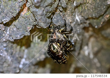 シロテンハナムグリ 117546534