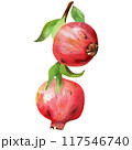 Handdrawn watercolor pomegranate on branch 117546740