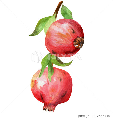 Handdrawn watercolor pomegranate on branch 117546740