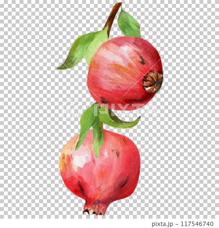 Handdrawn watercolor pomegranate on branch 117546740