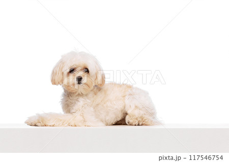 Cute charming Maltese dog, lying and looking at camera peacefully, calmly against white studio background. Cute charming Maltese dog, lying and looking at camera peacefully, calmly against white studio background. 117546754