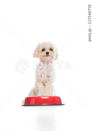 Cute little pet. Purebred Maltese dog posing near red bawl against white studio background. Canine food and balanced nutrition. 117546756